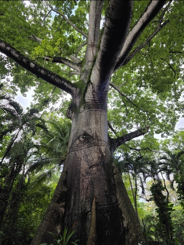 Large tree with a green canopy